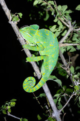 chameleon on a branch © pushpasen