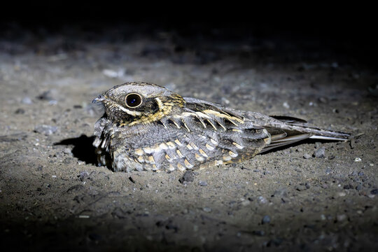 Nightjar on ground