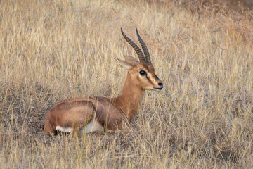 impala in the savannah