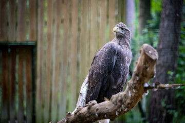 Close up of a white-tailed eagle in the zoo Haliaeetus albicilla