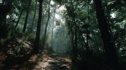 Obraz premium The scene captures sunlight streaming through tall trees in a lush forest during a misty morning. The forest path is surrounded by greenery creating a serene atmosphere.