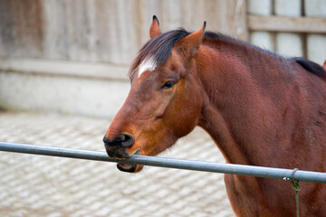 Close-up of brown horse outdoors at farm on an autumn day at Swiss city of Z&uuml;rich. Photo taken November 30th, 2025, Zurich, Switzerland.