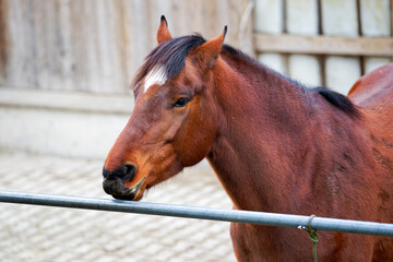 Close-up of brown horse outdoors at farm on an autumn day at Swiss city of Z&uuml;rich. Photo taken November 30th, 2025, Zurich, Switzerland.