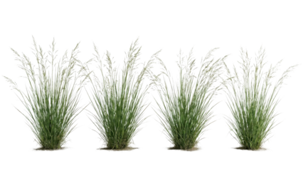 Ornamental grass plants with feathery plumes for elegant garden designs, landscape elements and natural beauty projects, ideal for summer and fall scenes