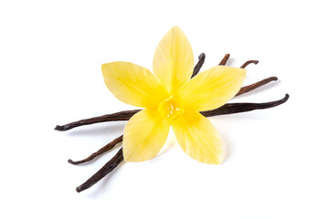 Vanilla bean and flower on white background. Vanilla flower with pods isolated on white background