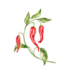 Hand-drawn illustration featuring three red chili peppers hanging from a curved stem with fresh green leaves