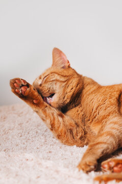 Cute ginger cat sleeps on bed with fluffy blanket