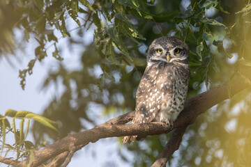 Spotted owlet owl