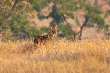 black backed jackal