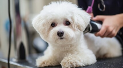 A groomer is carefully trimming the fur of a Bichon Frise dog in a grooming salon. The Bichon Frise sits calmly on the table, receiving professional attention and care.