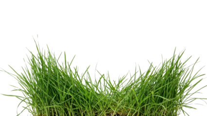 Vibrant green grass element for spring designs, bringing nature indoors and adding life to branding projects with fresh texture and organic appeal