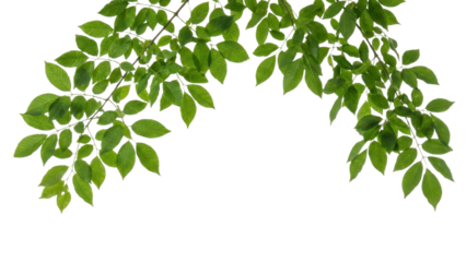 Lush green leaves frame your design with natural beauty, perfect for ecological themes and spring promotions, bringing a fresh, vibrant touch