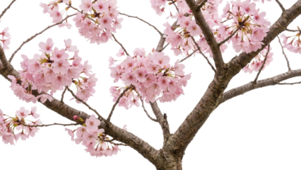 Capture the exquisite beauty of spring with delicate pink cherry blossoms, a symbol of renewal and hope, perfect for adding a touch of nature's elegance.