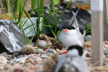 tern chicks