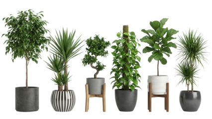 Stylish indoor plants collection for modern home decor, bringing a touch of vibrant green and natural elegance to any living space with fresh foliage