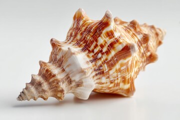 Isolated Close-Up of a Beautiful Seashell on White Background Capturing Natural Patterns and Textures