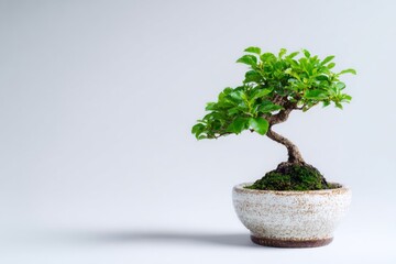 Small Bonsai Tree in Clean White Pot on Simple Background for Minimalistic Decoration and Nature Lovers