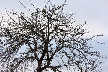Birds are sitting on a tree. Against the background of a cloudy sky.
