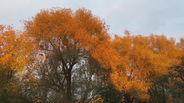 Old willows with autumn leaves against cloudy sky at sunset