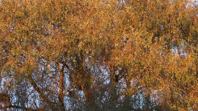 Old willow with autumn leaves against cloudy sky at sunset