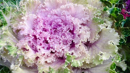Macro shot of a decorative flowering kale with ruffled leaves in white, pink, and green