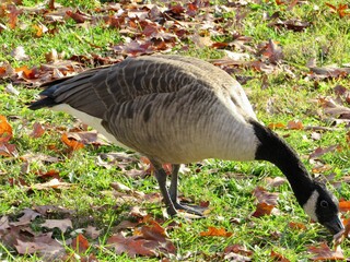 Canadian Goose in the grass 