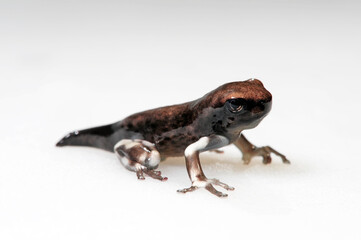 Obraz premium frisch metamophosierter Baumhöhlen-Krötenlaubfrosch (Trachycephalus resinifictrix) // young Amazon milk frog, Mission golden-eyed tree frog 