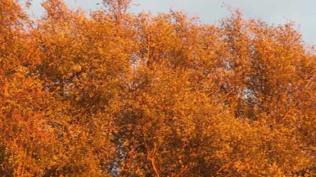 Old willows with autumn leaves against cloudy sky at sunset