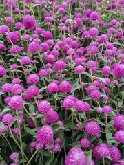 pink flowers in the garden