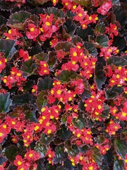 red and yellow flowers