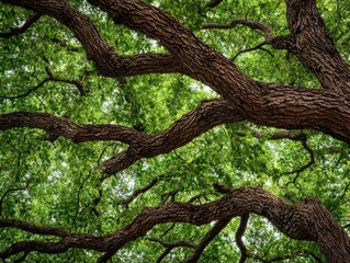 Fototapeta premium A view of a tree's branches and vibrant green leaves, showcasing the intricate patterns and textures of nature from below.