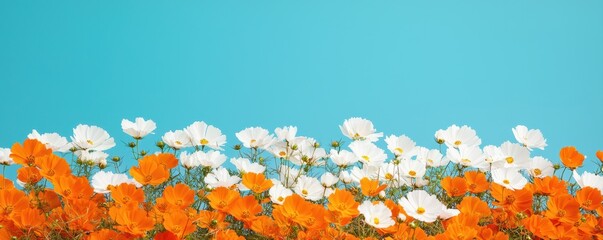 A vibrant field of orange and white flowers against a clear blue sky, creating a cheerful and lively atmosphere.