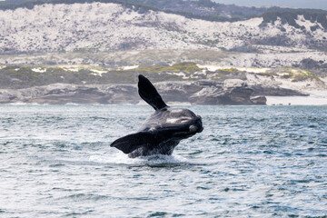 Fototapeta premium Southern Right Whale Breach Cape Town South Africa Gansbaai