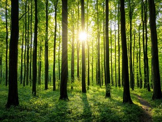 Obraz premium A serene forest scene with tall trees bathed in sunlight, creating a peaceful atmosphere filled with vibrant green leaves and soft shadows.