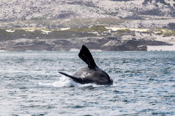 Fototapeta premium Southern Right Whale Breach Cape Town South Africa Gansbaai