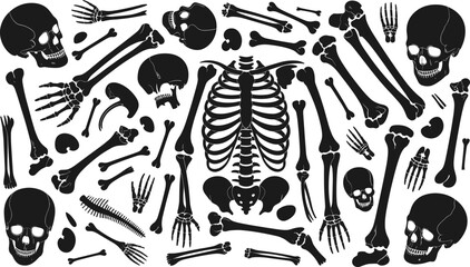 Human bone silhouettes scattered &mdash; black vector set of skulls, ribs, pelvises, limbs, and spine on white background