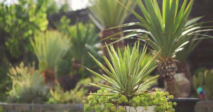 Caribbean agave (Agave angustifolia), stonecrop succulents (Sedum palmeri), yucca trees (Yucca gloriosa recurvifolia, faxoniana, rostrata) and cacti (Opuntia) in a xerofite Mediterranean style garden