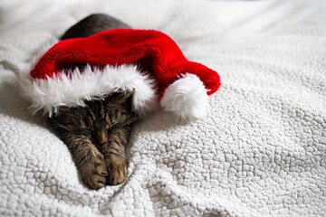 Cute tabby christmas cat sleeps peacefully on a cozy soft fluffy white blanket. Cat wearing a santa claus hat in home interior. New Year cat