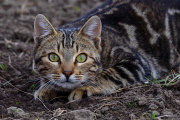 portrait of a gray tabby cat in close-up
