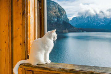 A fluffy white cat sits on a rustic wooden railing, enjoys the view from a wooden balcony overlooking Lake Hallstatt and the massive, cloudy, snow-dusted mountains.