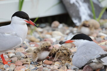 tern chicks