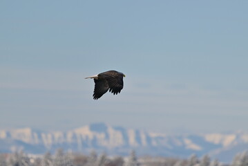 eagle in flight, winter in the mountains, Eagle, nature, wildlife, Canadian Rockies, season, Canada, Alberta