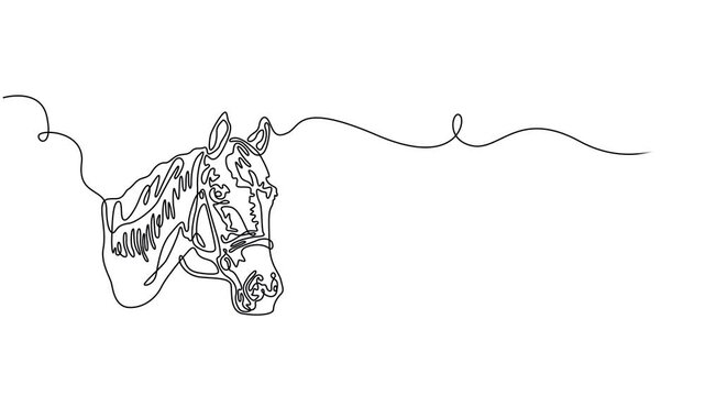 Self drawing animation of continuous line elegant horse head for company logo identity. Animated one line illustration, Animated One continuous line drawing of a horse face. Minimal pet animals line.