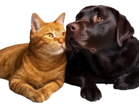 Dog and cat lying together, looking sideways.