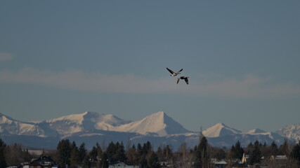 snowy mountains in the mountains, winter in the mountains, Canada geese nature, wildlife, Canadian...