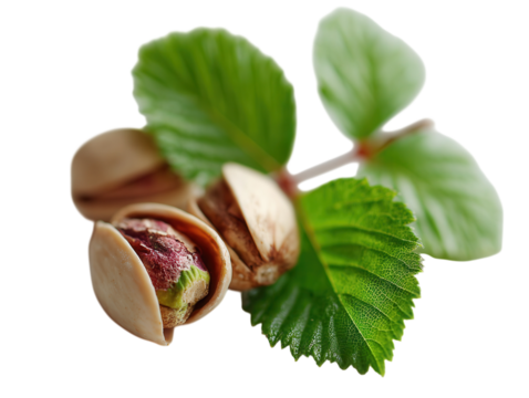 Pistachios in open shells with leaves.