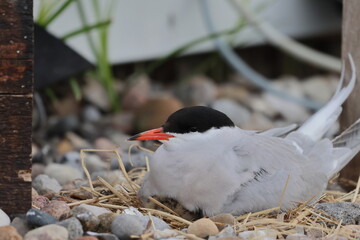 common tern