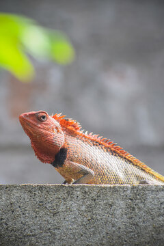 Close-up of Oriental garden lizard. Also known as Easter garden lizard, Calotes Versicolor.