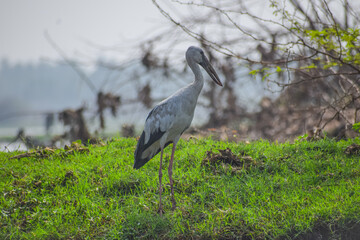 Asian open bill near the lake. Openbill stork in the natural habitat, Anastomus oscitans.