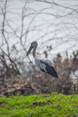 Asian open bill near the lake. Openbill stork in the natural habitat, Anastomus oscitans.